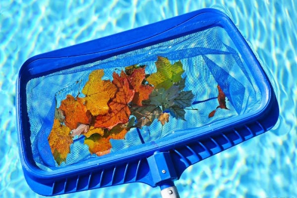 Pool skimmer net removing leaves and debris from a residential swimming pool as part of routine pool maintenance.